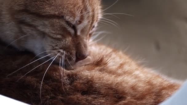 Dulce Mamífero Animal Mascota Gato — Vídeos de Stock