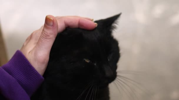 Dulce Mamífero Animal Mascota Gato — Vídeos de Stock
