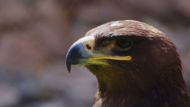 Animal Ave Águila Primer Plano — Vídeos de Stock