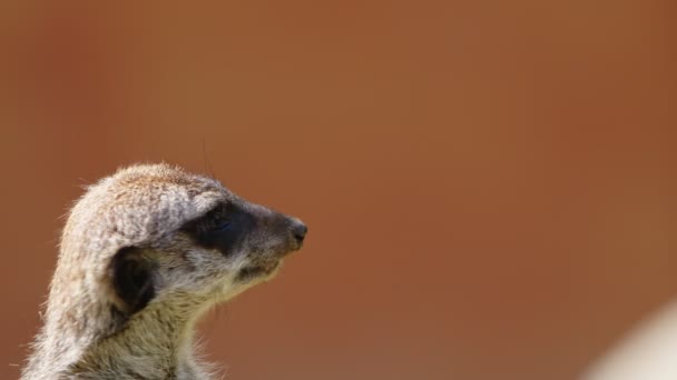 Meerkat Animal Natureza — Vídeo de Stock