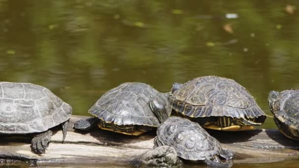 Dierenschildpadden Een Groen Meer — Stockvideo