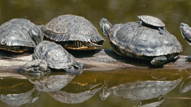 Animal Turtles Green Lake — Stock Video