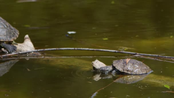 Żółwie Zwierząt Zielonym Jeziorze — Wideo stockowe