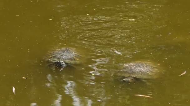 Χελώνες Ζώων Μια Πράσινη Λίμνη — Αρχείο Βίντεο