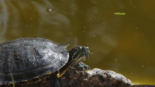 Черепахи Тварин Зеленому Озері — стокове відео