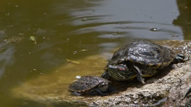Żółwie Zwierząt Zielonym Jeziorze — Wideo stockowe