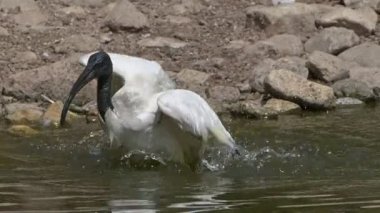 Siyah Saçlı Ibis Gölün yakınında 
