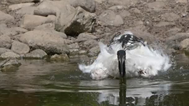 Μαύρο Κεφάλι Ibis Κοντά Στη Λίμνη — Αρχείο Βίντεο