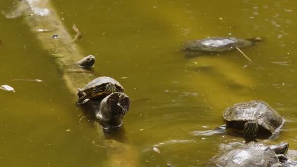 Χελώνες Ζώων Μια Πράσινη Λίμνη — Αρχείο Βίντεο