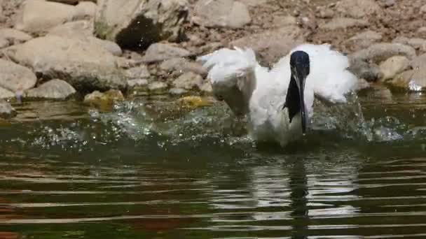 Ibis Berkepala Hitam Dekat Danau — Stok Video
