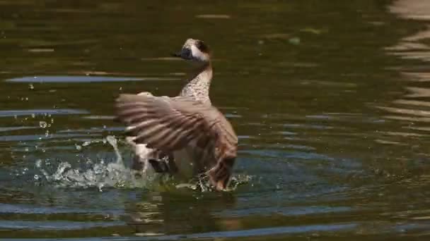 Anatra Uccello Animale Lago Verde — Video Stock