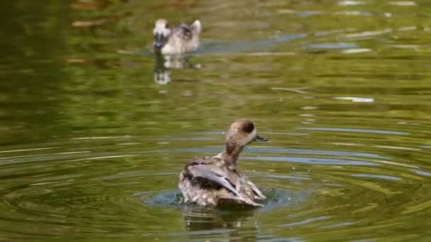 動物の鳥鴨と緑の湖 — ストック動画