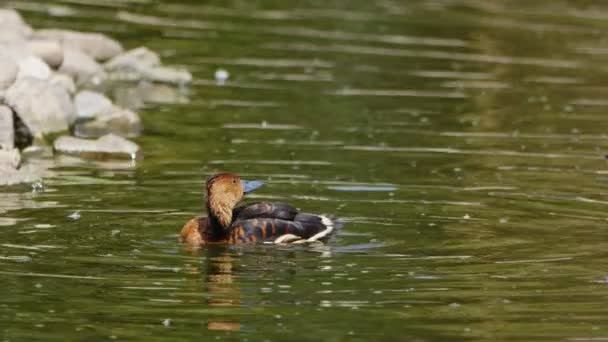 Animal Bird Duck Green Lake — стоковое видео