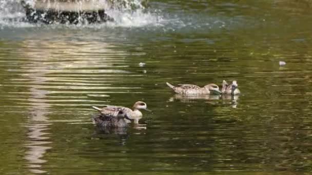 Anatra Uccello Animale Lago Verde — Video Stock