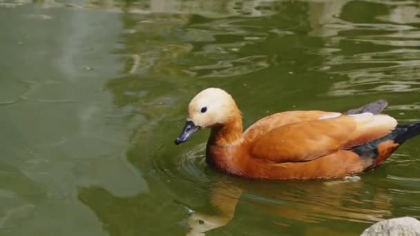 Animal Bird Duck Green Lake — стоковое видео