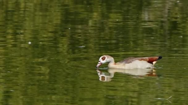 Тваринний Птах Зелене Озеро — стокове відео