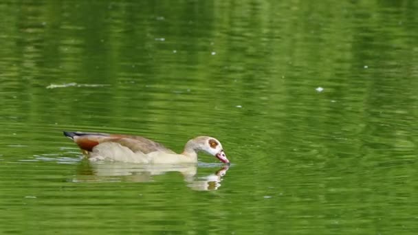 動物の鳥鴨と緑の湖 — ストック動画