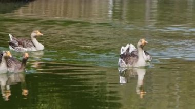 Hayvan Kuş Ördeği ve Yeşil Göl