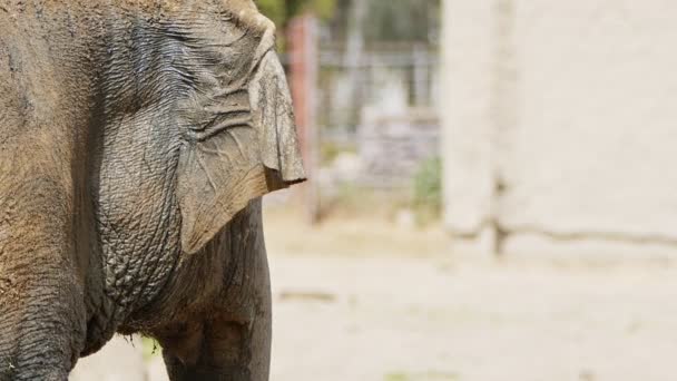 Słoń Zwierząt Ssaków Przyrodzie — Wideo stockowe