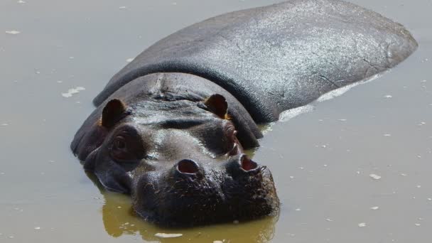 Mammal Animal Hippopotamus Water — Stock Video