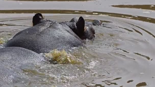 Гіпопопотам Ссавців Воді — стокове відео