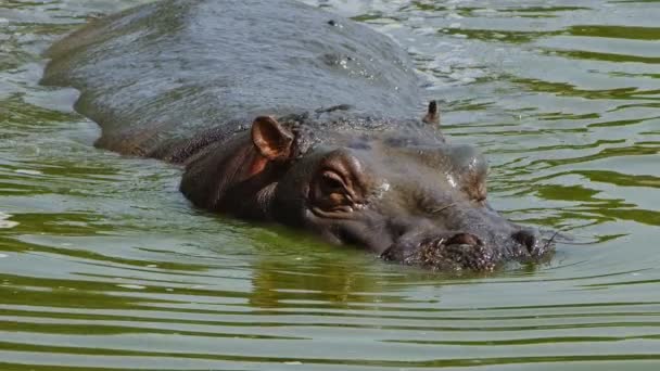 Mammal Animal Hippopotamus Water — ストック動画