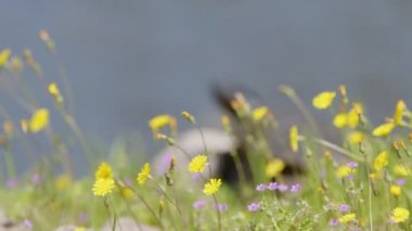 Bahar Çiçekleri ve Hayvan Kaplumbağası