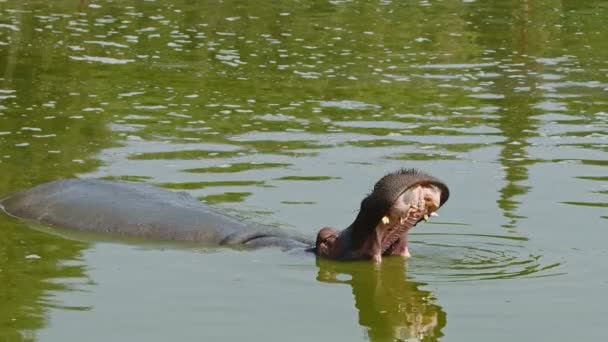 Θηλαστικά Ζώα Ιπποπόταμος Είναι Στο Νερό — Αρχείο Βίντεο