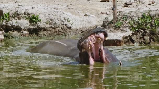 Zoogdier Hippopotamus Het Water — Stockvideo