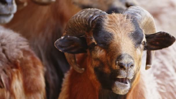 Mammifère Animaux Moutons Dans Grange — Video