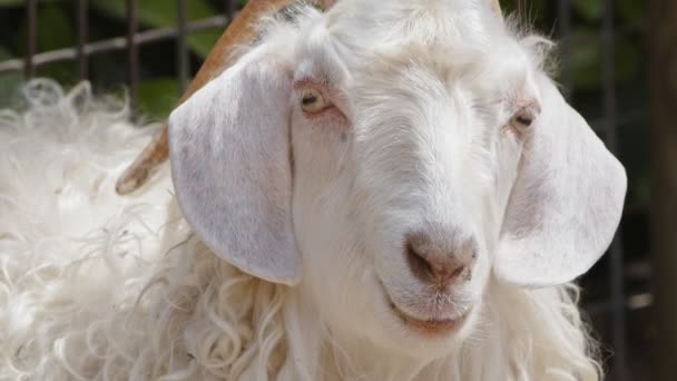 Πρόβατα Θηλαστικών Στον Αχυρώνα — Αρχείο Βίντεο
