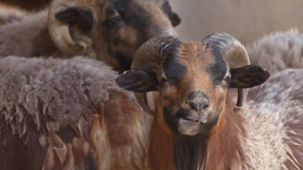 Овцы Млекопитающих Амбаре — стоковое видео