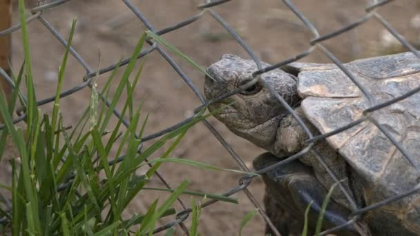 躲在栅栏后面的乌龟 — 图库视频影像