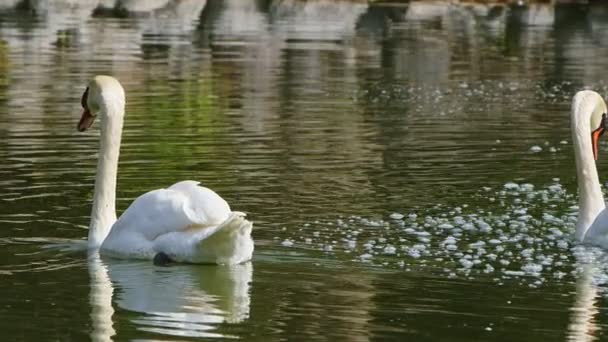 Weißer Schwan Seewasser — Stockvideo