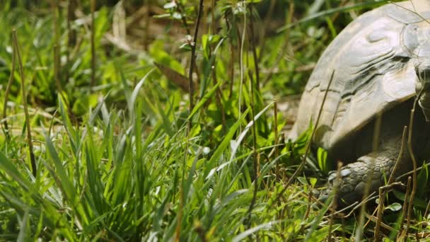 Dierenschildpad Een Grasveld — Stockvideo