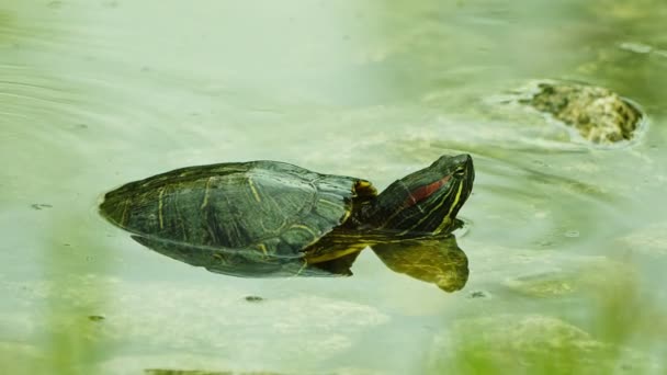 Żółw Zwierzęcy Wodzie Jeziora — Wideo stockowe