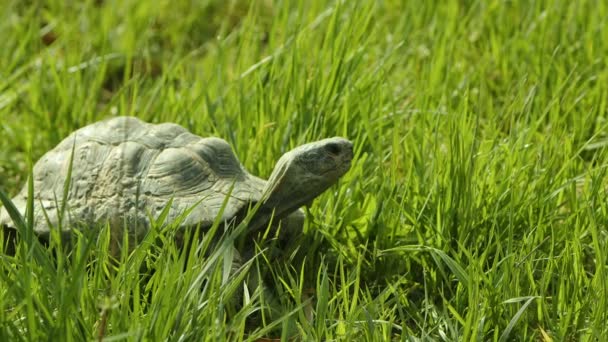 Żółw Trawie — Wideo stockowe