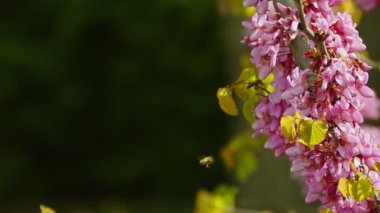 Ağaçtaki Pembe Çiçekler ve Arılar