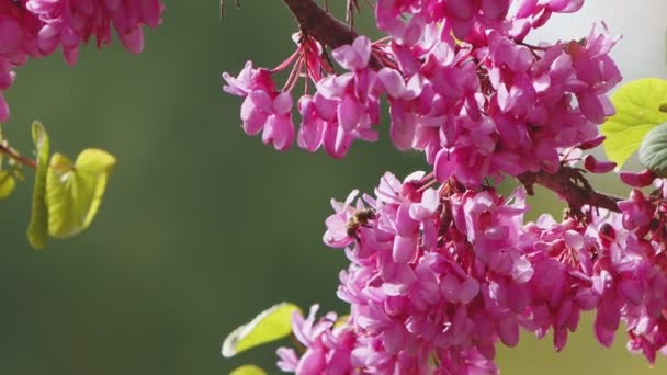 Roze Bloemen Een Boom Bijen — Stockvideo