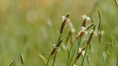 Rüzgardaki Yumuşak Doğal Bitki