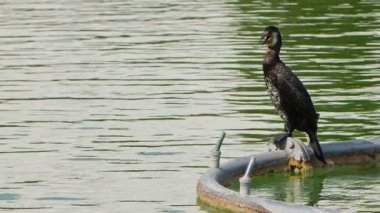 Yeşil Göl 'deki Çeşme Metal Borusunda Hayvan Karabatağı