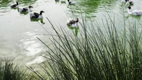 湖中的动物灰鹅 — 图库视频影像