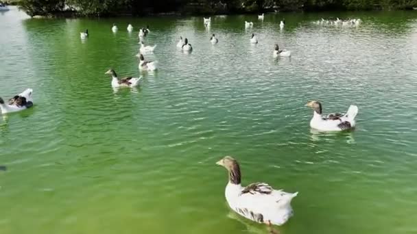 湖での動物のグレーラググース — ストック動画