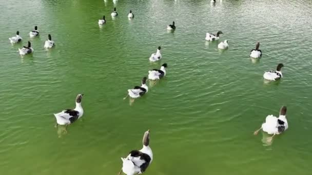 Ganso Greylag Animal Lago — Vídeo de Stock