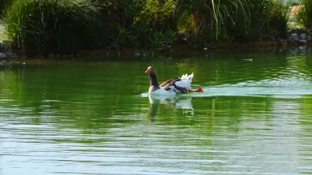 Ζώο Greylag Goose Στη Λίμνη — Αρχείο Βίντεο