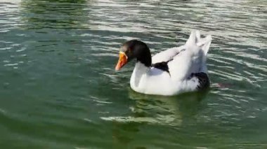 Gölde Hayvan Greylag Kaz