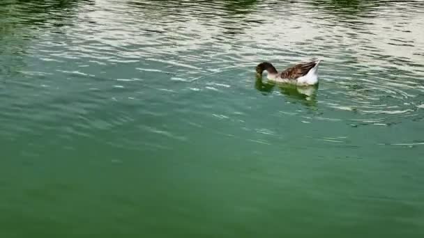 Greylag Animale Oca Nel Lago — Video Stock