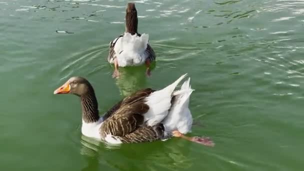 Animal Greylag Goose Lake — Stok Video