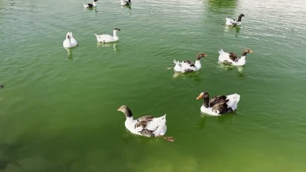 Animal Greylag Goose Lake — Stok Video