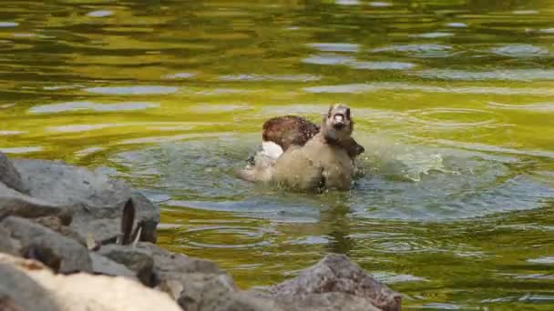 Animal Greylag Goose Lake — Stok Video